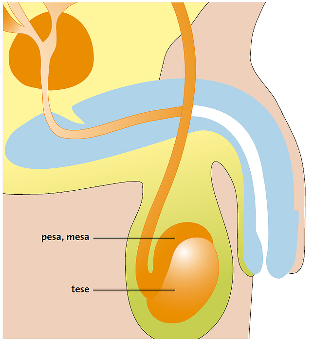 Epididymal sperm aspiration