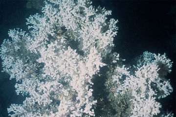 iets Blozend De schuld geven Koraalriffen binnen de poolcirkel - NEMO Kennislink