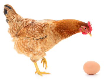 film Universeel Op te slaan Afwijkende microbiomen, de kip of het ei? - NEMO Kennislink