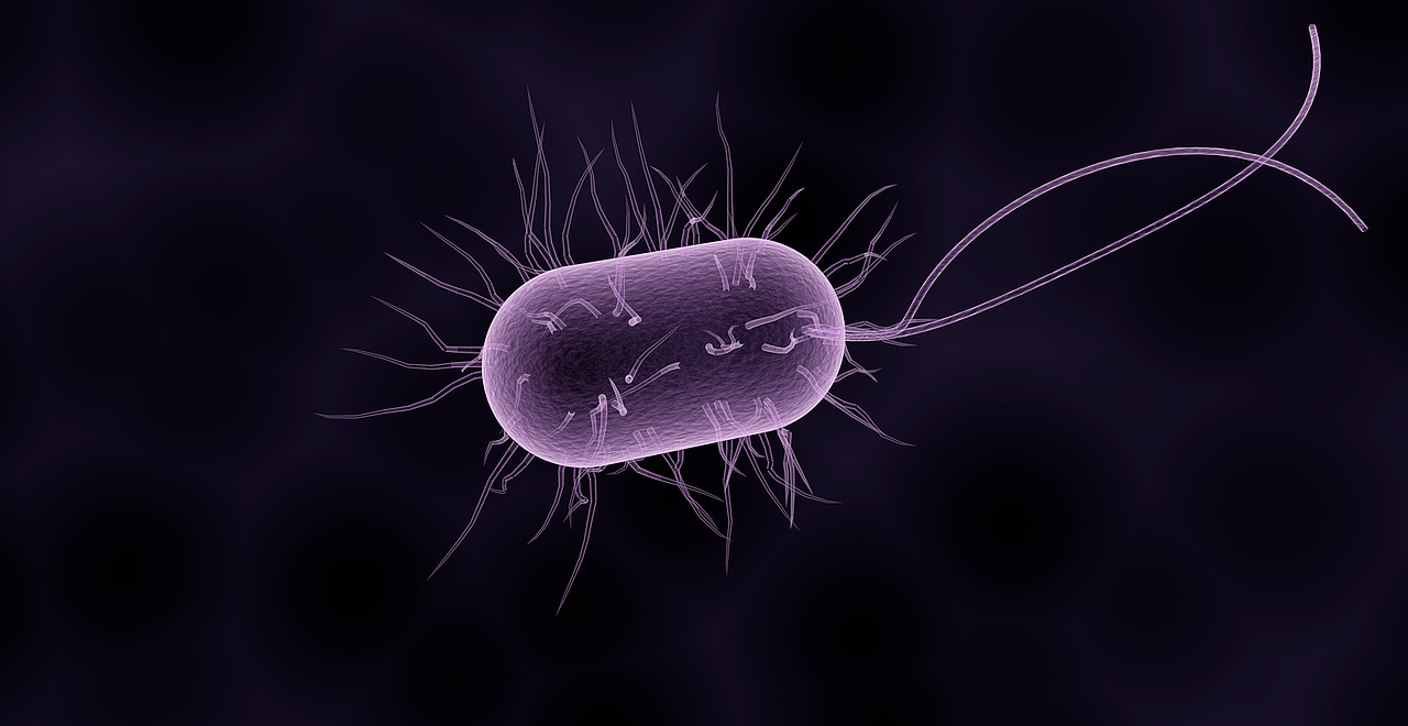 Bacteriën zoeken voedsel en nemen hun omgeving met een speciaal zintuig - Kennislink