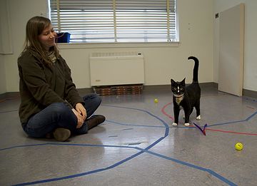 Sociaal Gedrag Bij Katten Altijd Onderschat: Katten Hechten Zich Ook Aan Hun  Baasje - Nemo Kennislink